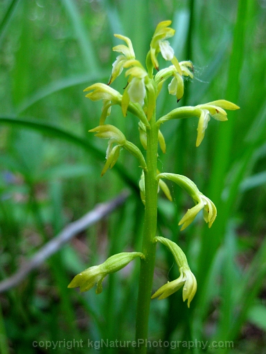 Corallorhiza-trifida-~-early-coral-root-orchid