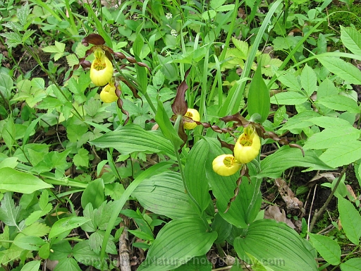 Cypripedium-parviflorum-~-yellow-lady-slipper-orchid