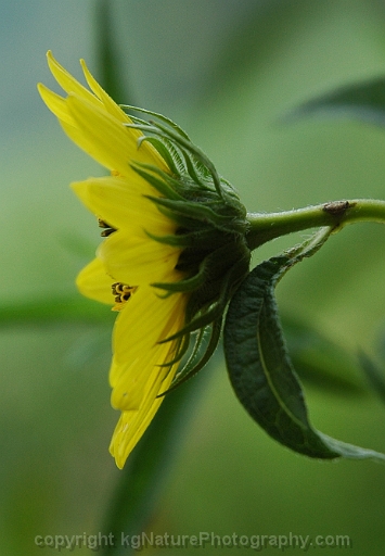 Helianthus-giganteus-~-tall-sunflower