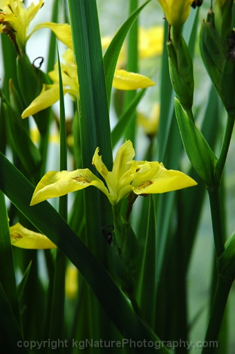 Iris-pseudacorus-~-yellow-flag-iris