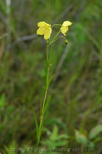 Lysimachia-quadriflora-~-four-flower-yellow-loosestrife
