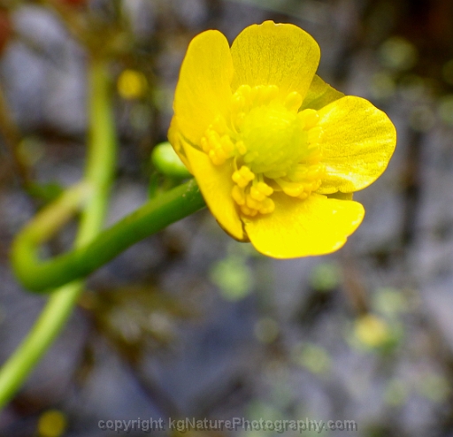 Ranunculus-flabellaris-~-yellow-water-crowfoot