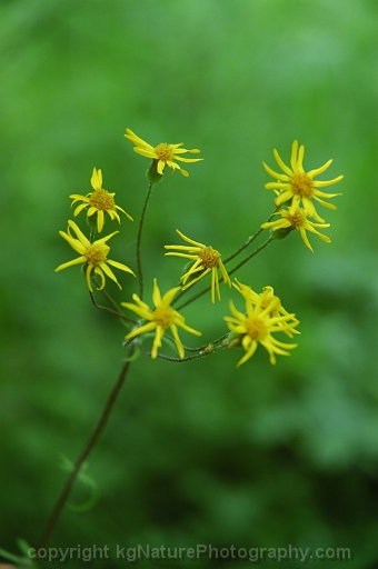 Senecio-aureus-~-Packera-aurea-~-golden-ragwort