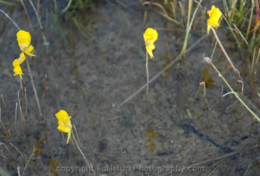 Utricularia-cornuta-~-horned-bladderwort