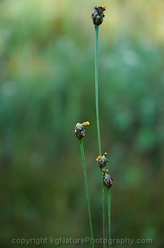 Xyris-difformis-~-bog-yellow-eyed-grass