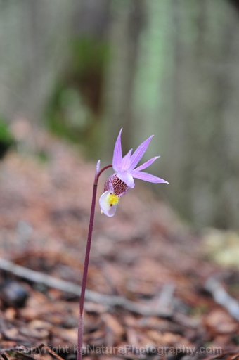 Calypso-bulbosa-~-fairy-slipper-orchid-h