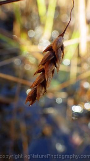 Carex-limosa-~-bog-sedge-f