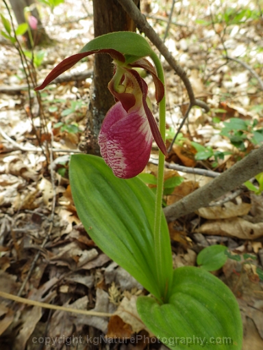 Cypripedium-acaule-~-pink-lady-slipper-orchid-~-moccasin-flower-f