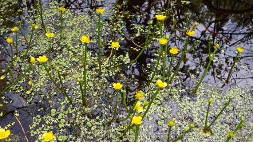 Ranunculus-flabellaris-~-yellow-water-crowfoot-f