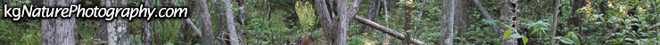 Photos of Equisetum-scirpoides-~-dwarf-scouringrush-horsetail